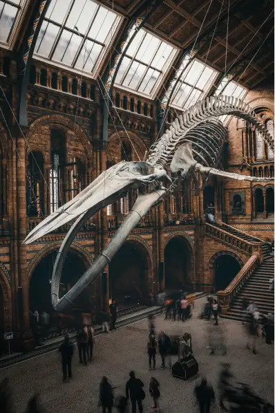 Natural History Museum